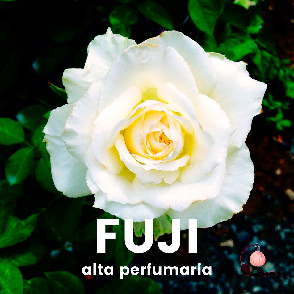 Perfume – Fuji
