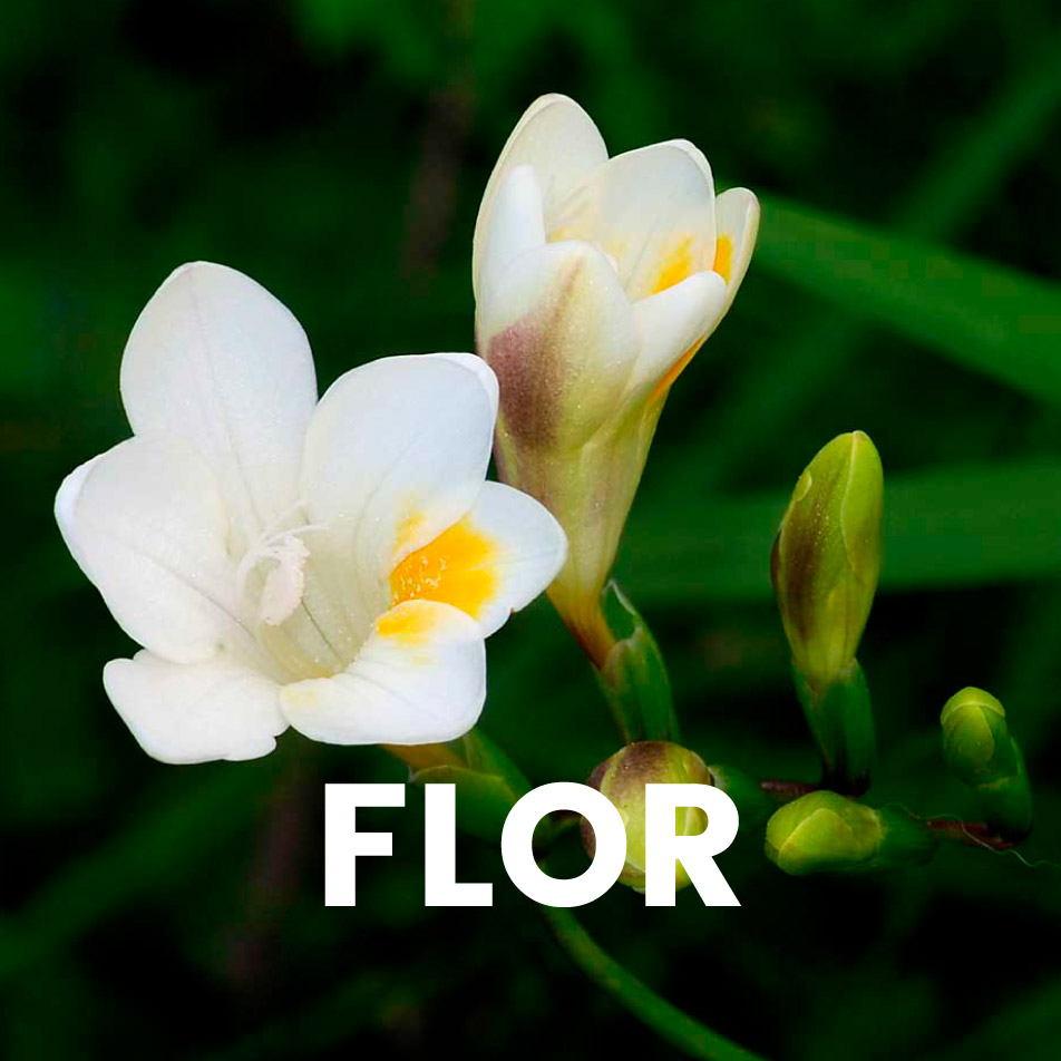 Aroma comercial – Flor