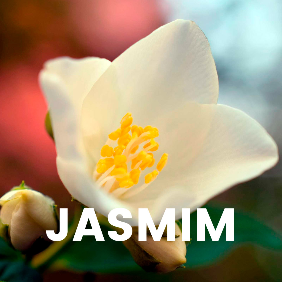 Aroma comercial – Jasmim